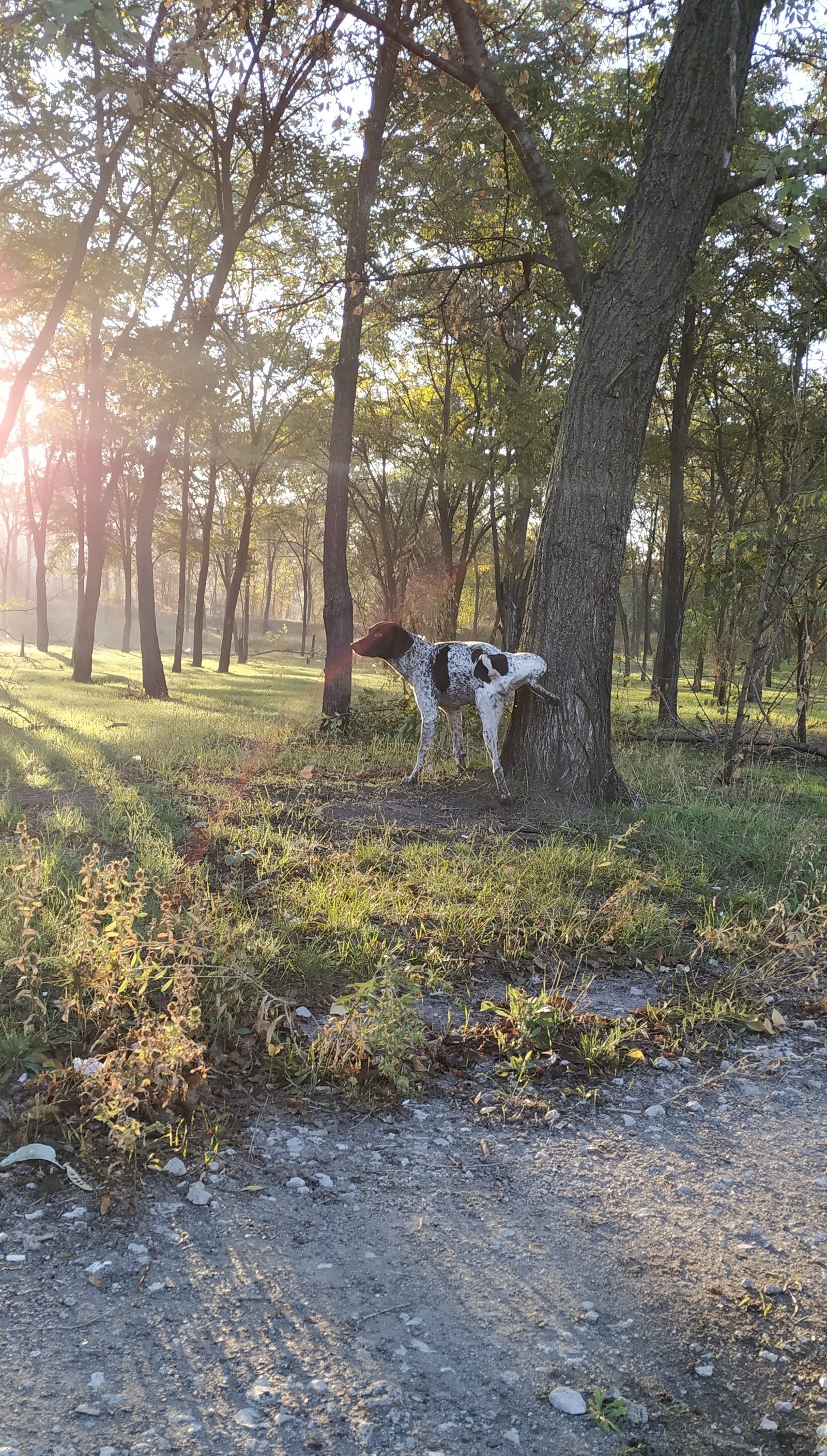 Walking the dog and xiaomi mi A2 - My, The photo, Short post, , Dog, Longpost