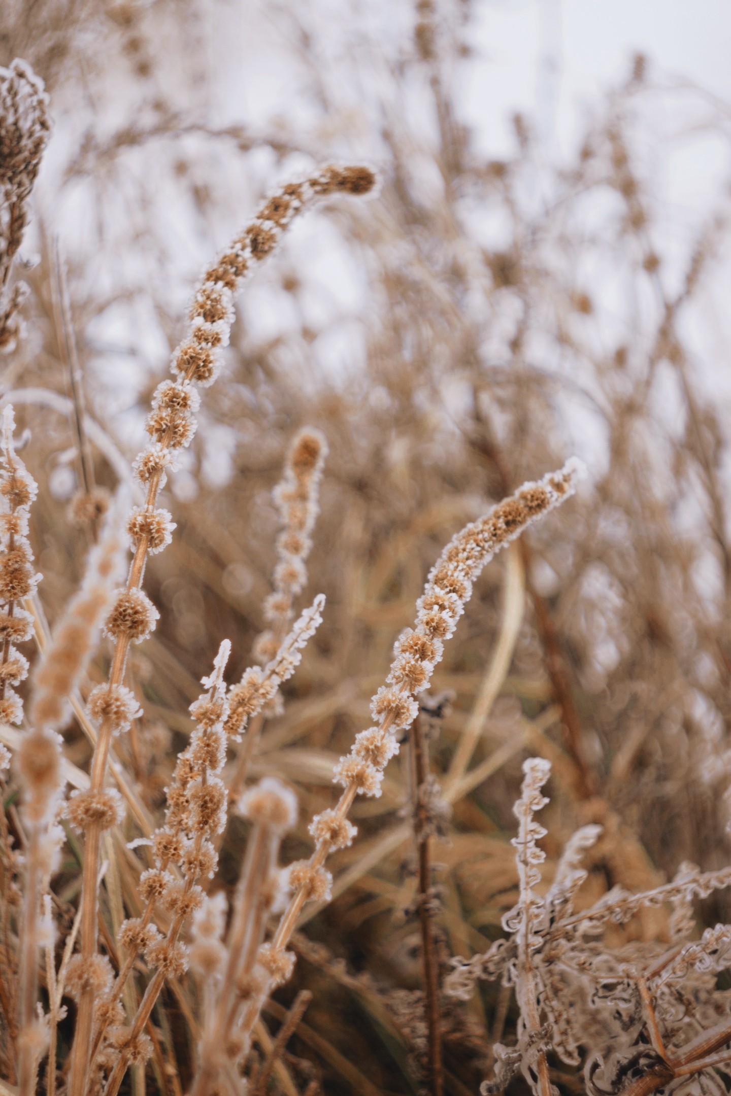 Autumn :) - My, The photo, Field, Landscape, Town, Beginning photographer, Nature, Longpost