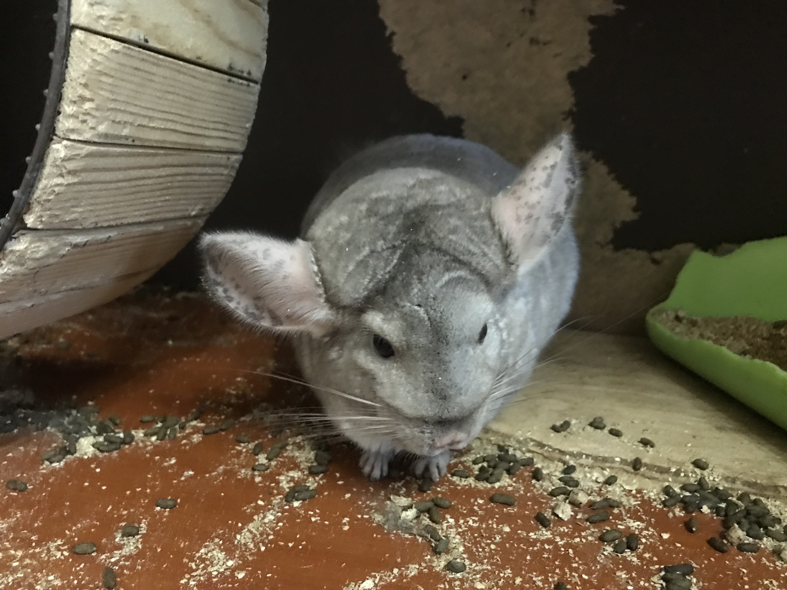 My chinchilla story - My, Chinchilla, Pets, Pet, Longpost