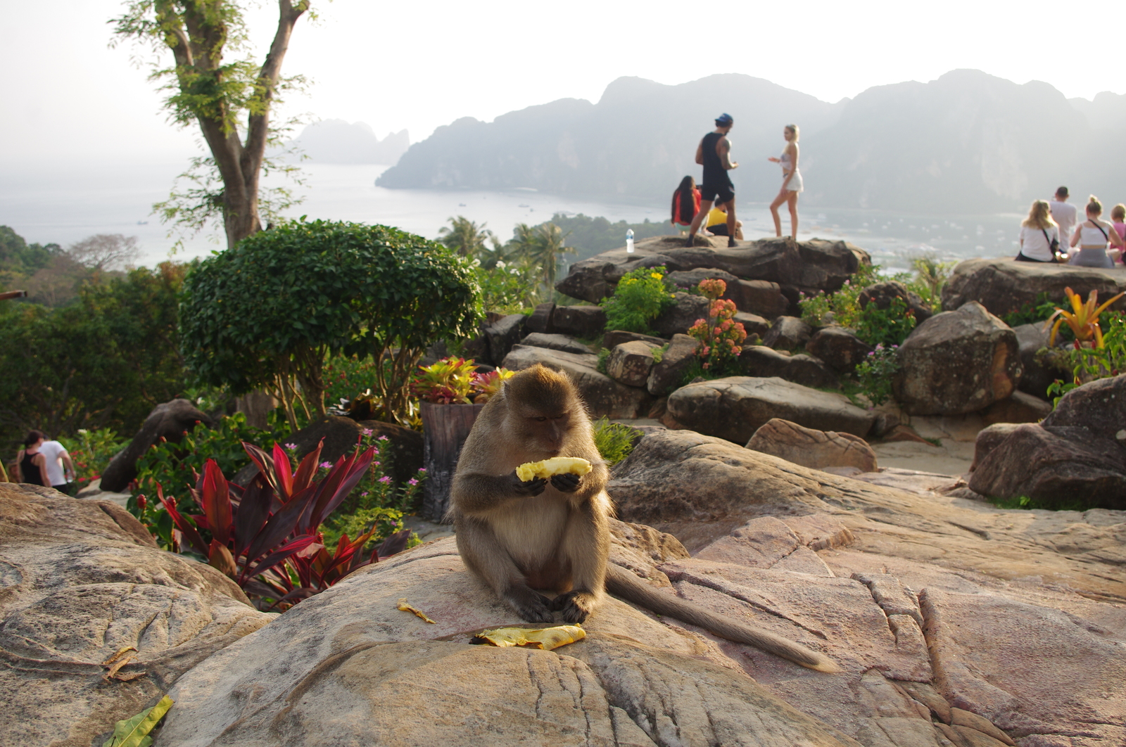 Journey through warm Thailand. Phuket - My, Travels, Thailand, Travelers, The photo, Interesting, Personal experience, Koh Phi Phi, Longpost