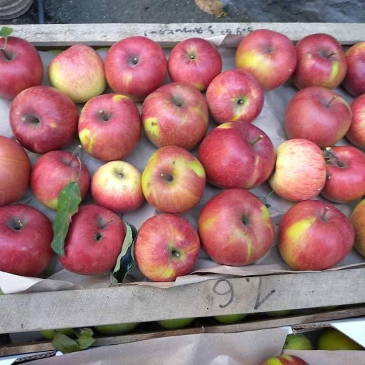 Autumn - My, Autumn, My house, cat, Apples, Longpost