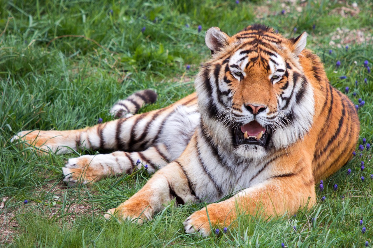 Appeal to the power of Peekaboo - Lawlessness, , Taigan Lions Park, No rating, Longpost, Big cats