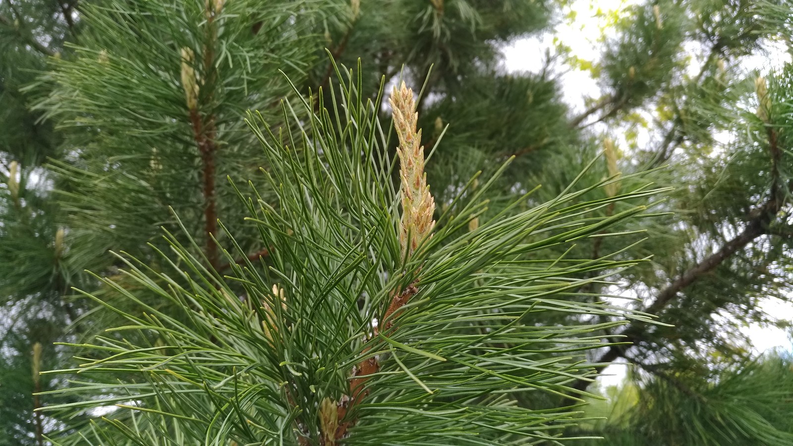 A little green in the winter 1 - My, Nature, The photo