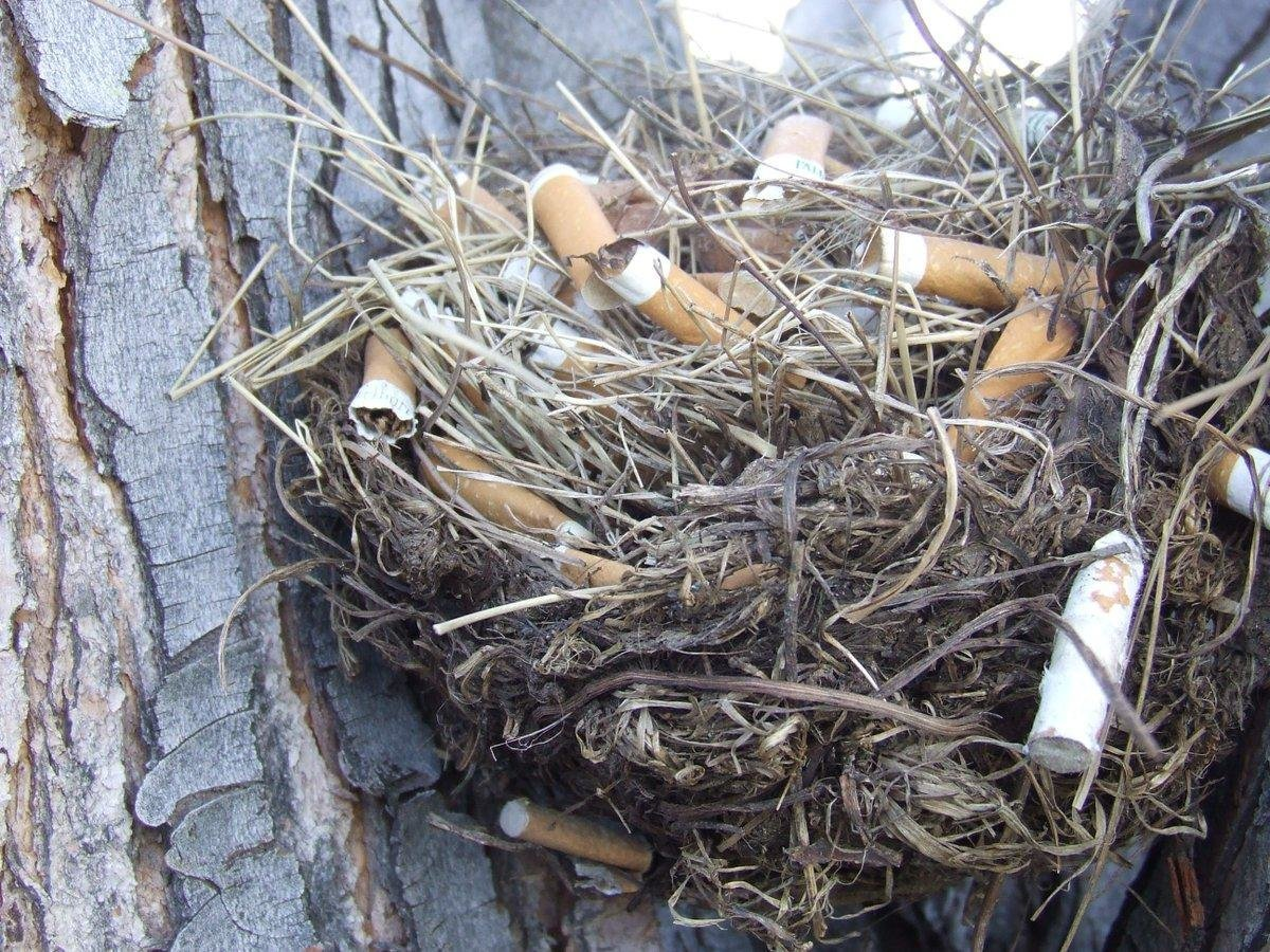 Cigarettes that benefit: - Cigarettes, Cigarette butts, Waste recycling, Waste recycling, Ecology, India, Video, Longpost