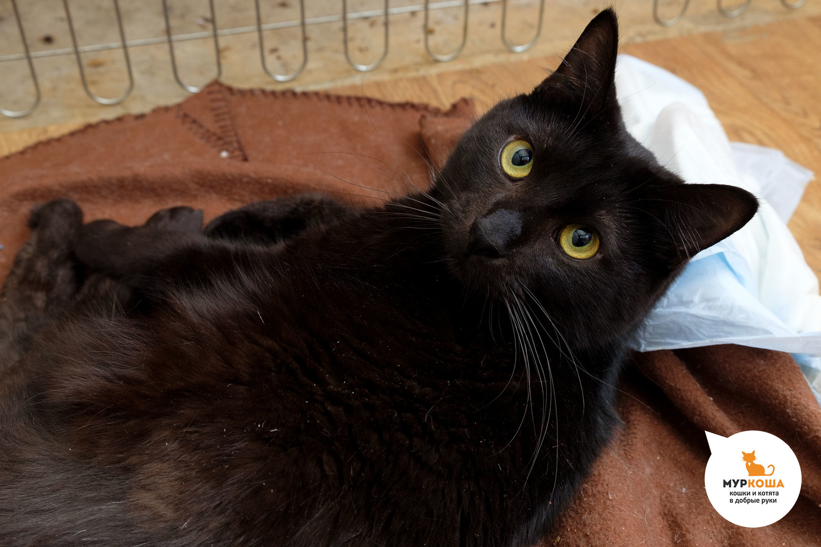 Mr. Black is a cat who no longer believes in words! - My, No rating, cat, Murkosha, Animal shelter, Murkosh shelter, Real life story, Longpost