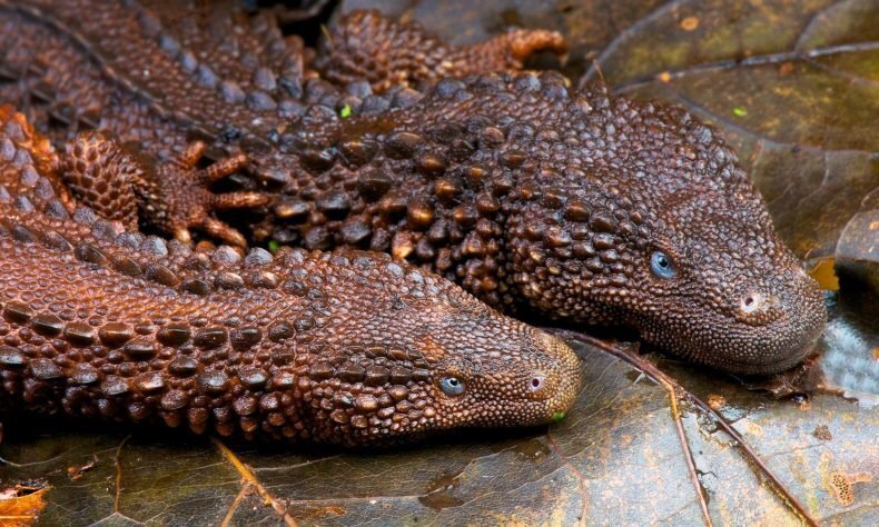 Kalimantan earless monitor lizard the spitting image of a dragon - , The Dragon, Monitor lizard, Similarity