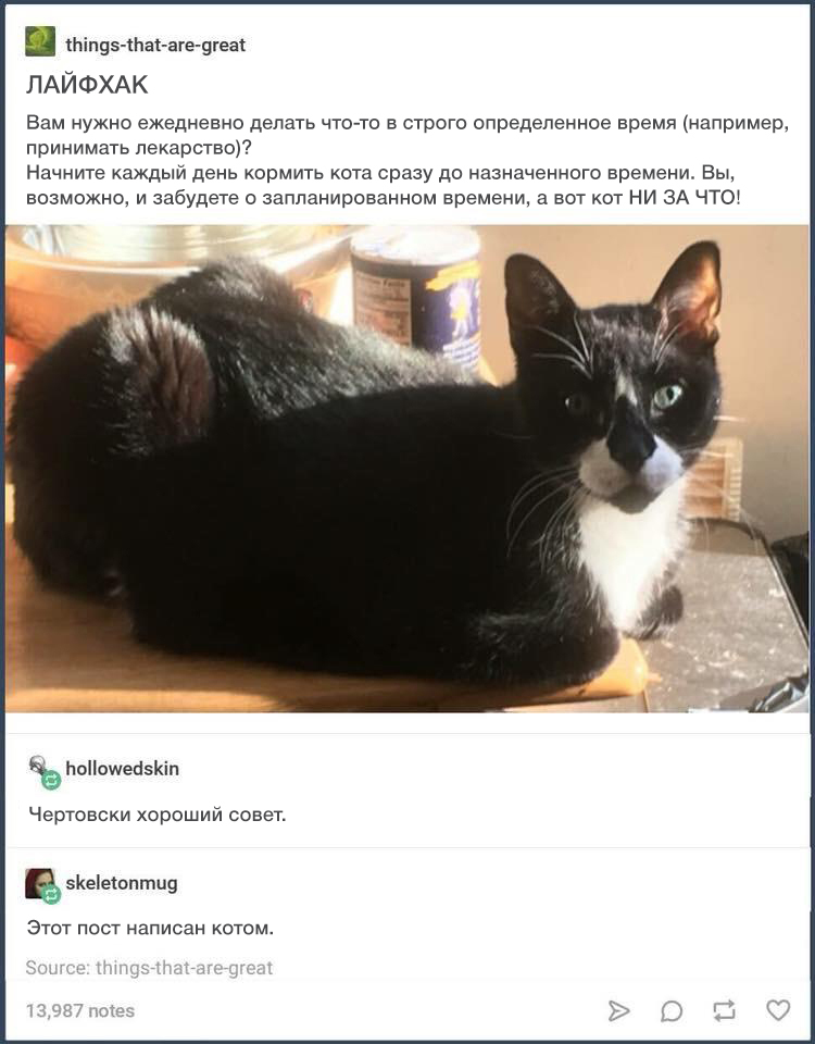 Nice try - Life hack, cat, Schedule, Food, Feeding, Tumblr, Screenshot