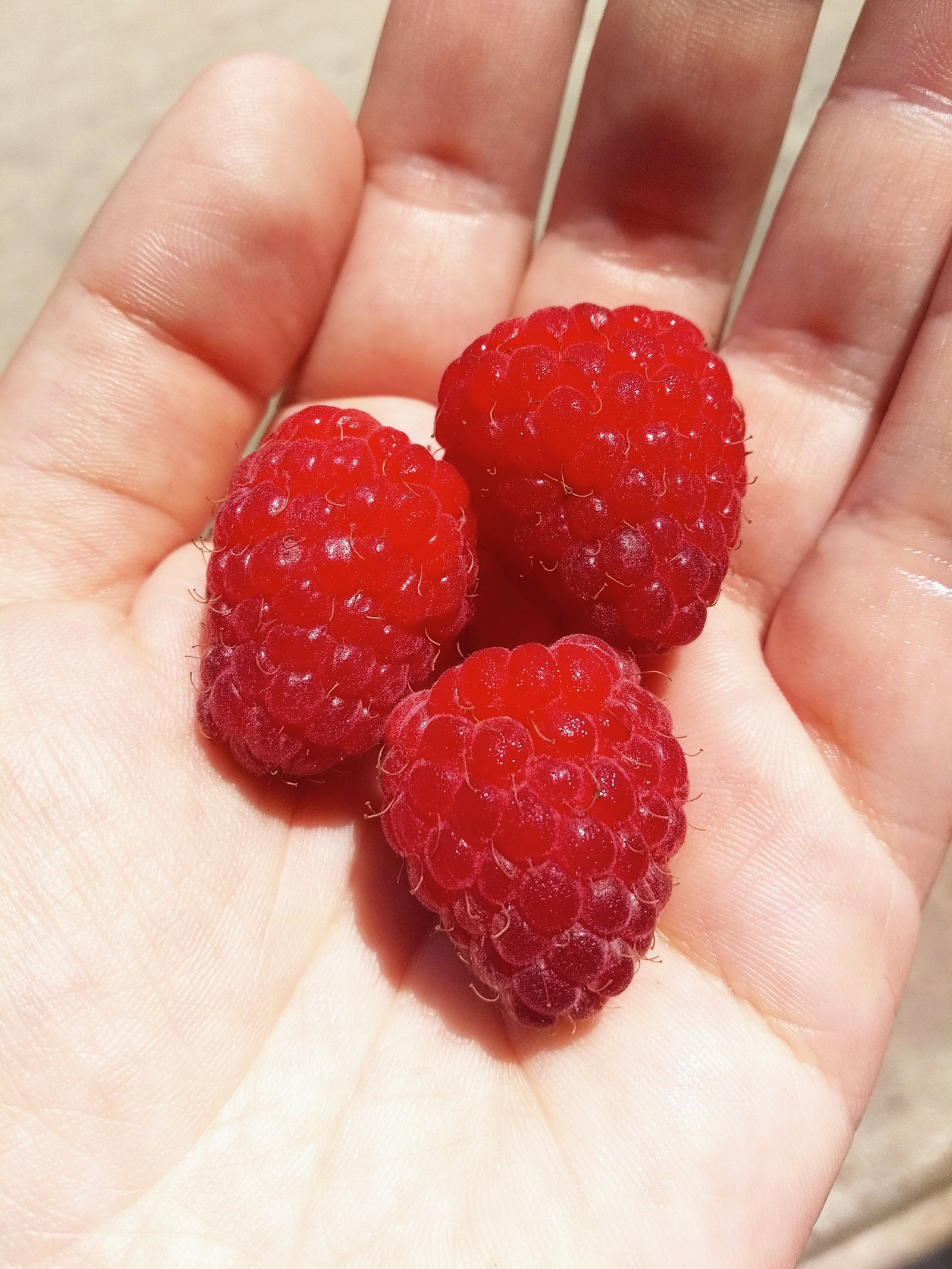 Our garden and vegetable garden. - My, Summer, Garden, Garden, Фрукты, Berries, Longpost