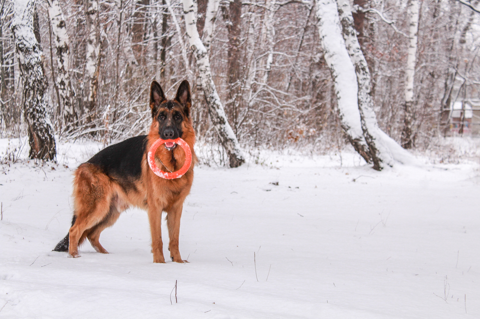 Sheepdog everyday life - German Shepherd, Dog, Longpost