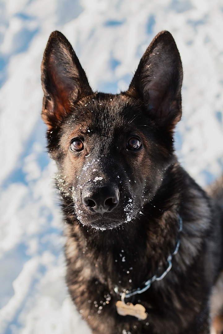 Sheepdog everyday life - German Shepherd, Dog, Longpost