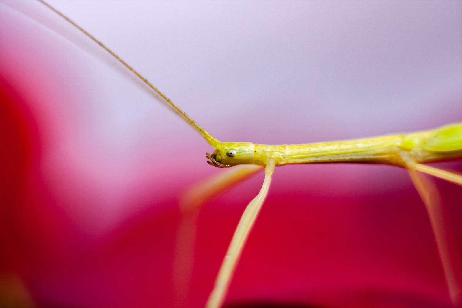 Madagascar pink-winged musk stick insect (Sipyloidea sipylus) - My, Helios44-2, Beginning photographer, Macro, Stick insect, Canon 450d, Longpost, Helios44-2, Macro photography