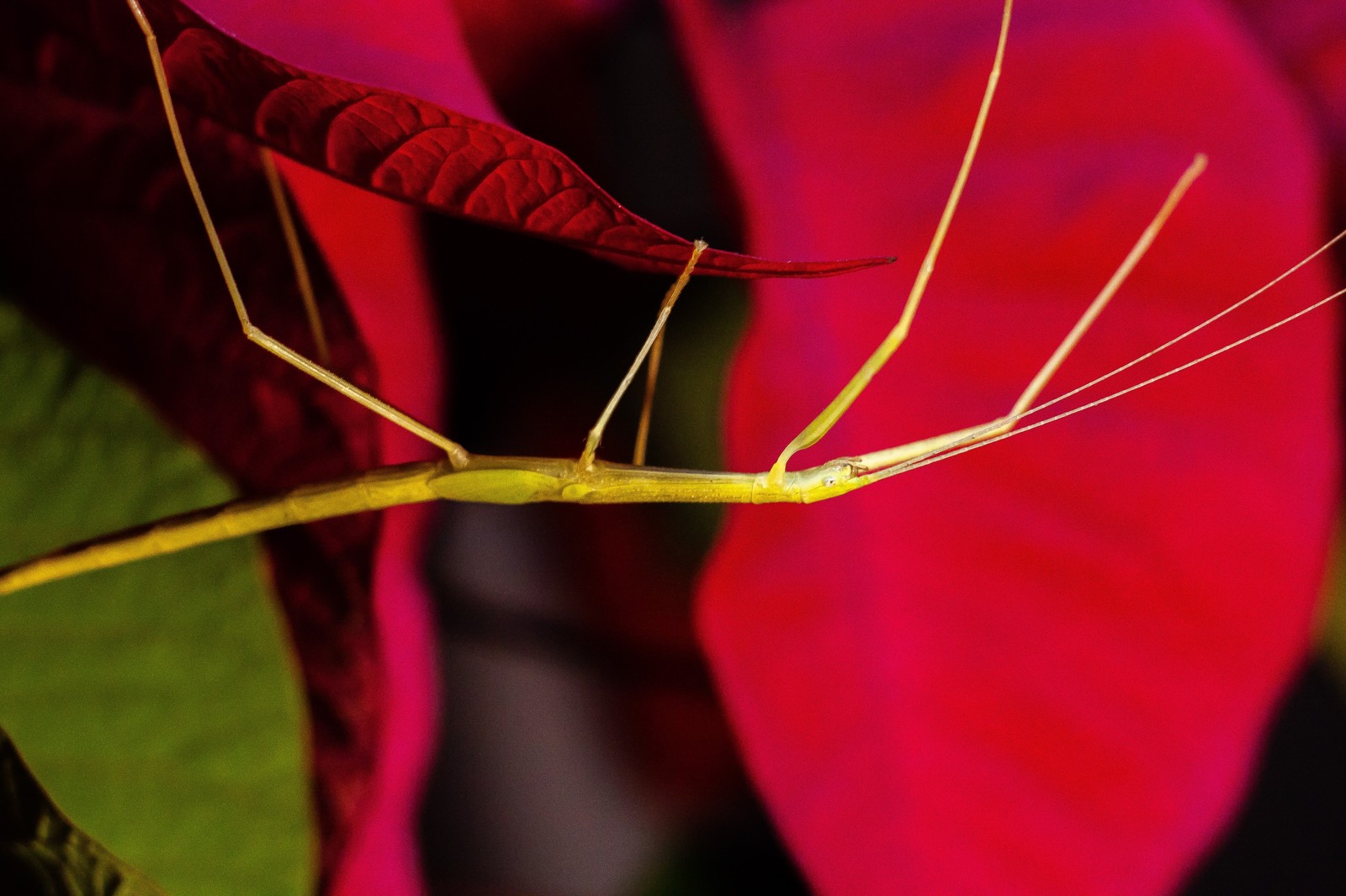 Madagascar pink-winged musk stick insect (Sipyloidea sipylus) - My, Helios44-2, Beginning photographer, Macro, Stick insect, Canon 450d, Longpost, Helios44-2, Macro photography