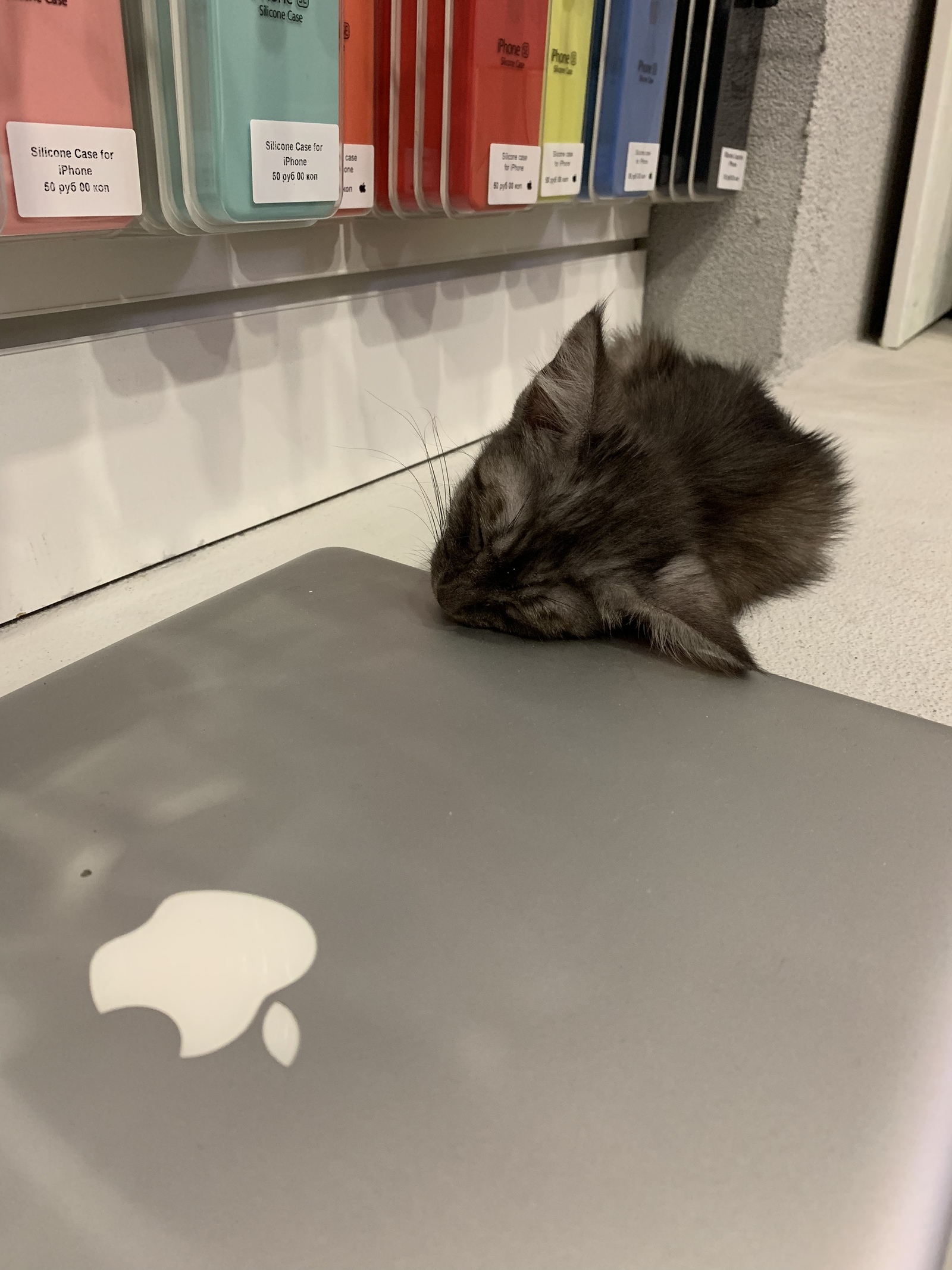 Кошка теперь живет в сервисе - Моё, Котята, Кот, Минск, Apple, Длиннопост