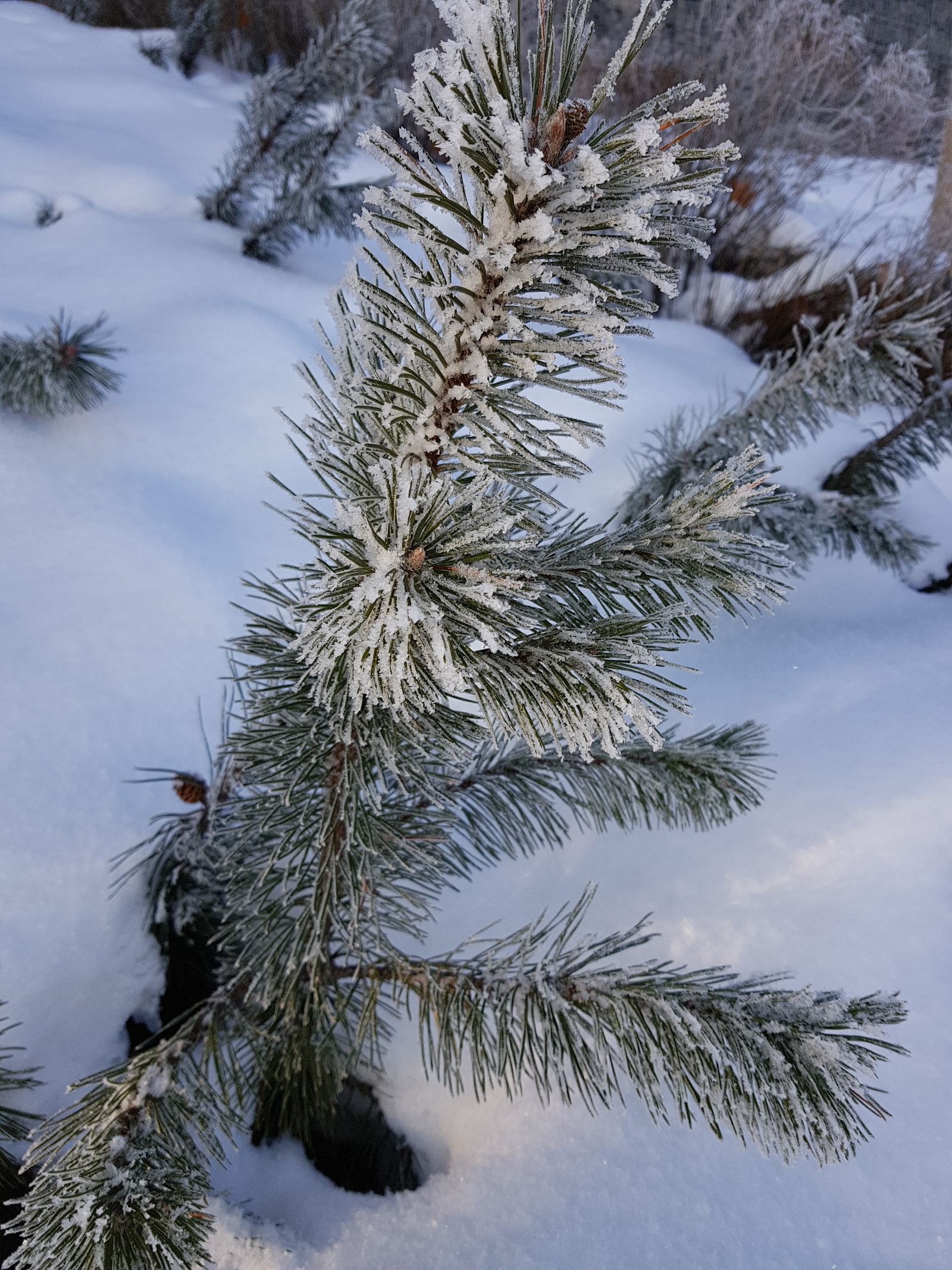 Another bit of winter - My, Winter, Work, Rumyantsevo, Mobile photography, Longpost