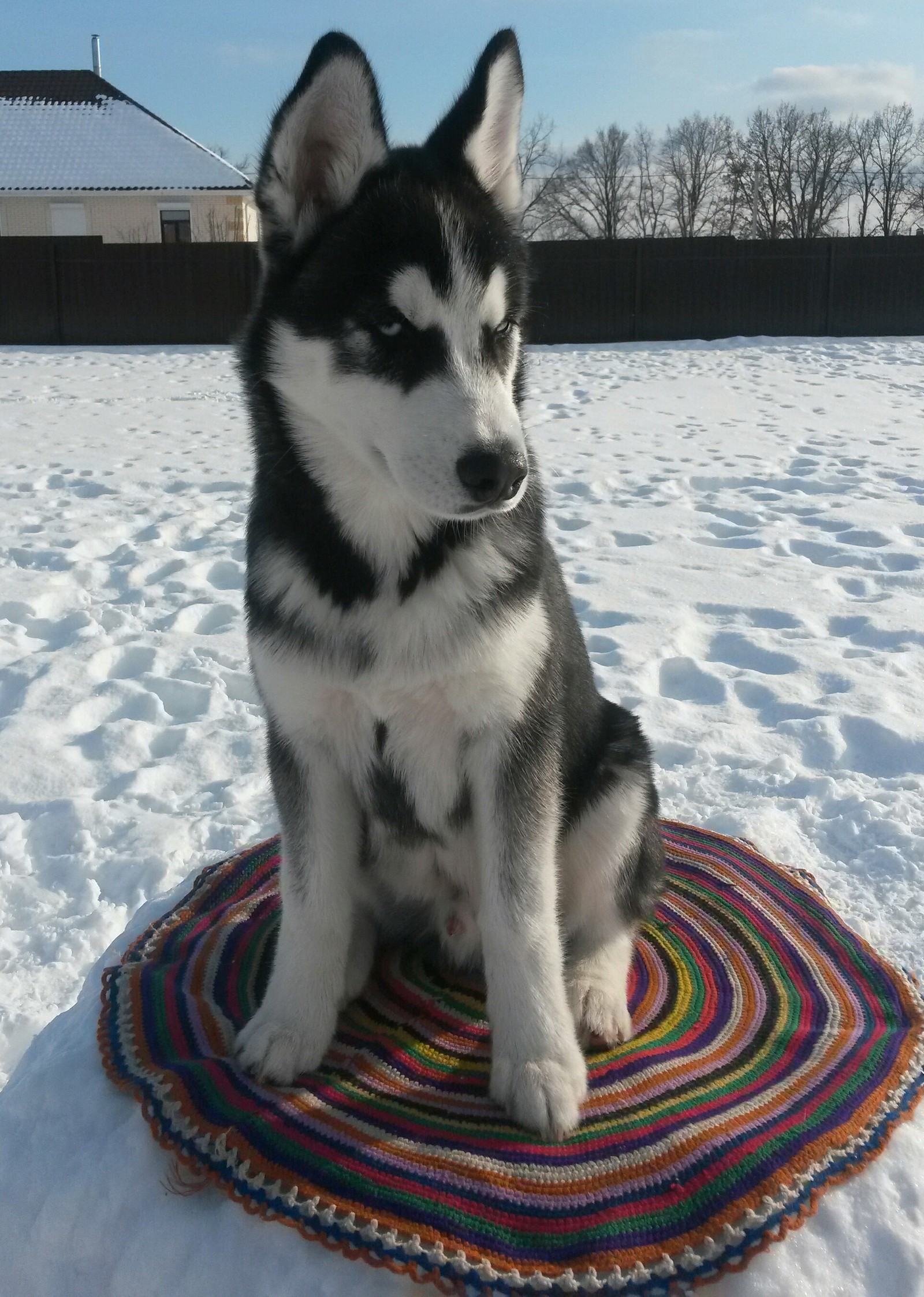 Archibalb Shebekinsky - My, Dog, Puppies, Husky, Archie, Longpost, Pet, Woolen, Pets