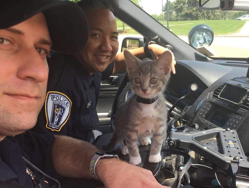 The cops aren't so scared anymore - cat, Catomafia, Police, Defender