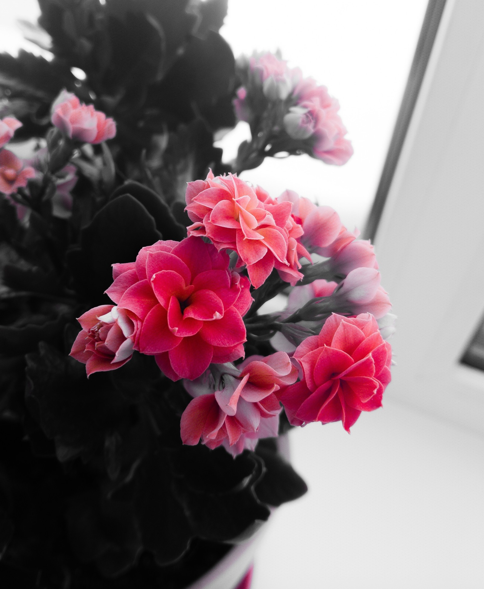 Flowers - My, Mobile photography, The photo, Beginning photographer, Flowers, I want criticism