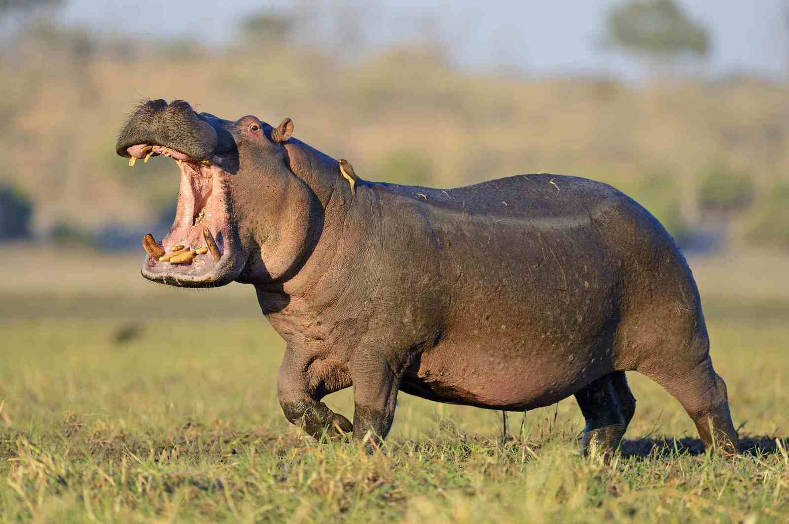 hippo levels - hippopotamus, Animals, Longpost