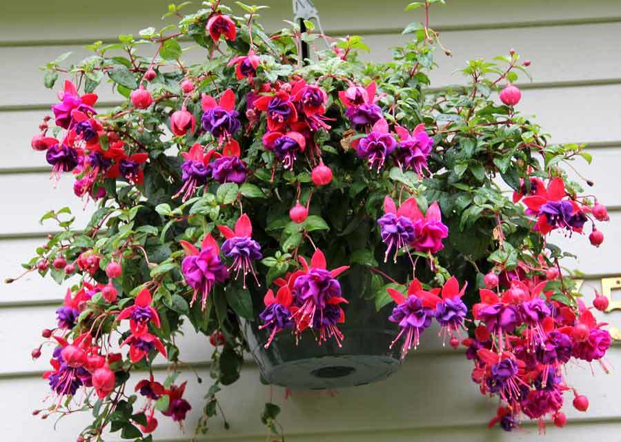 Return from oblivion - My, Fuchsia, Houseplants, Bloom, Longpost