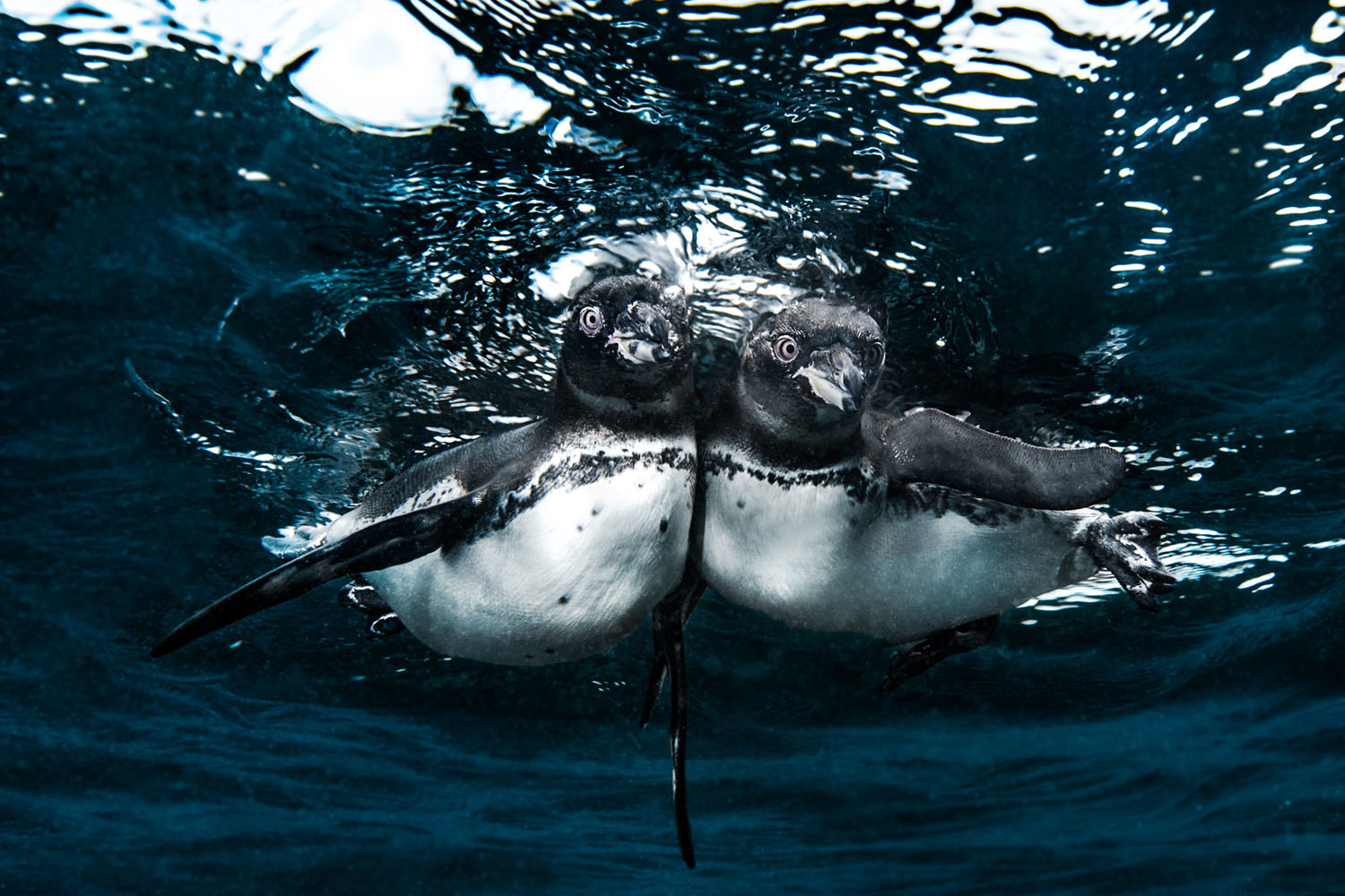 Победители фотоконкурса Ocean Art. - Подводная съемка, Фотография, Длиннопост