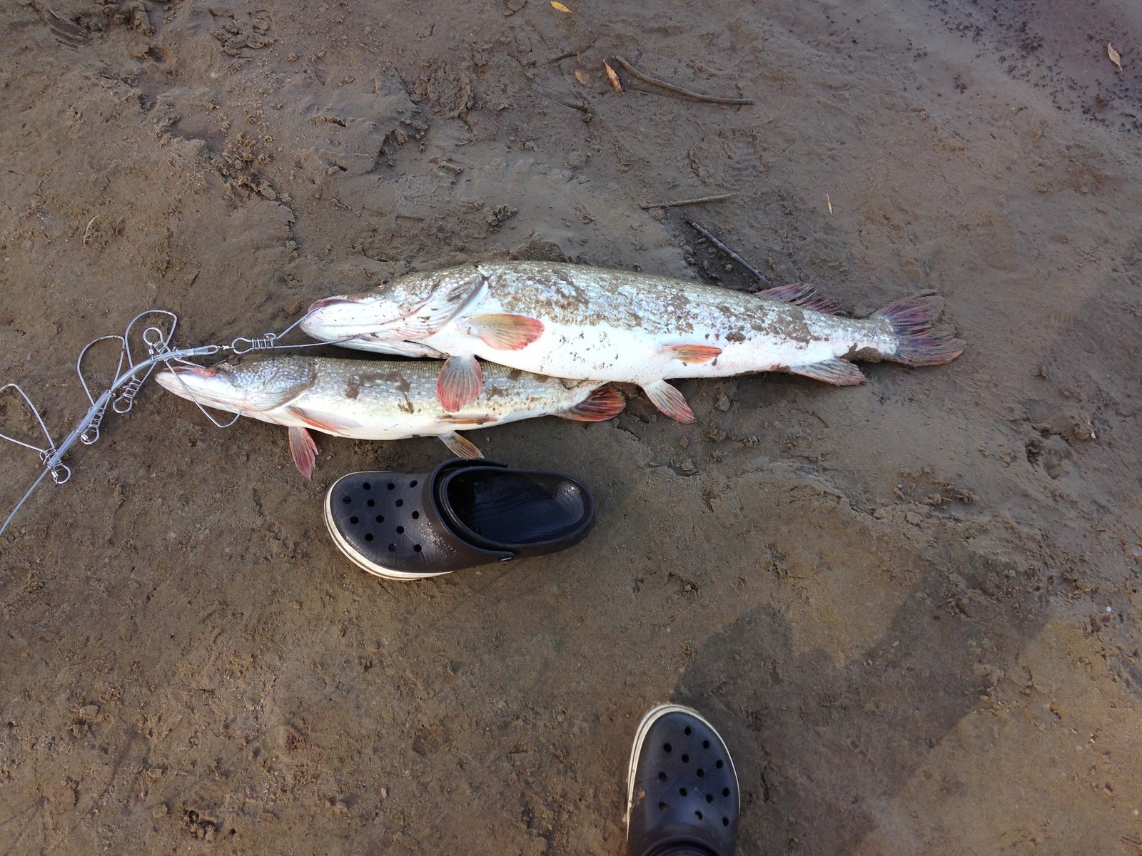 September Volga, Astrakhan region. - My, Trophy, Fishing, Relaxation, Longpost