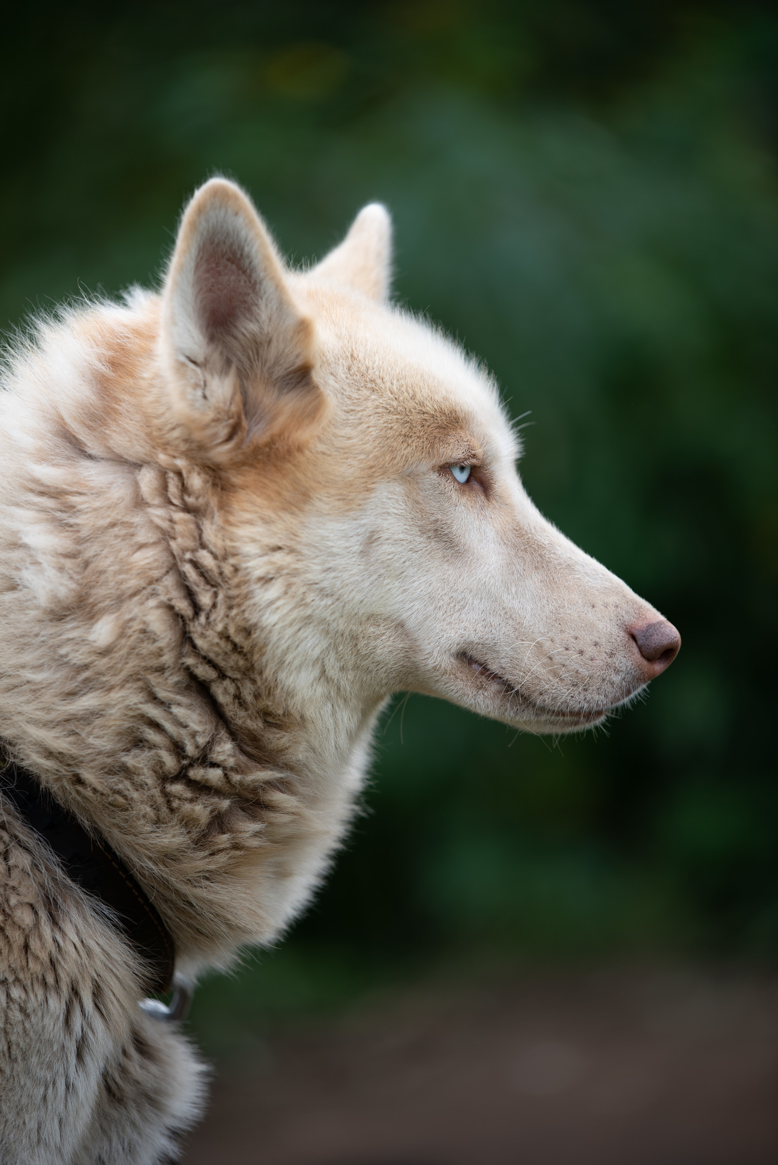 Kamchatka and its wonders - My, Kamchatka, The photo, The mountains, Dog, Alaskan Malamute, Longpost