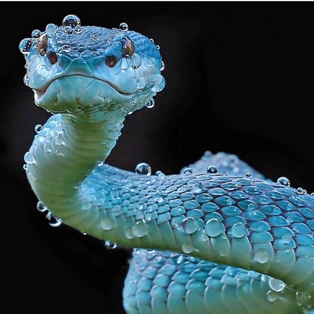 Pit viper - The photo, Snake, Vipers