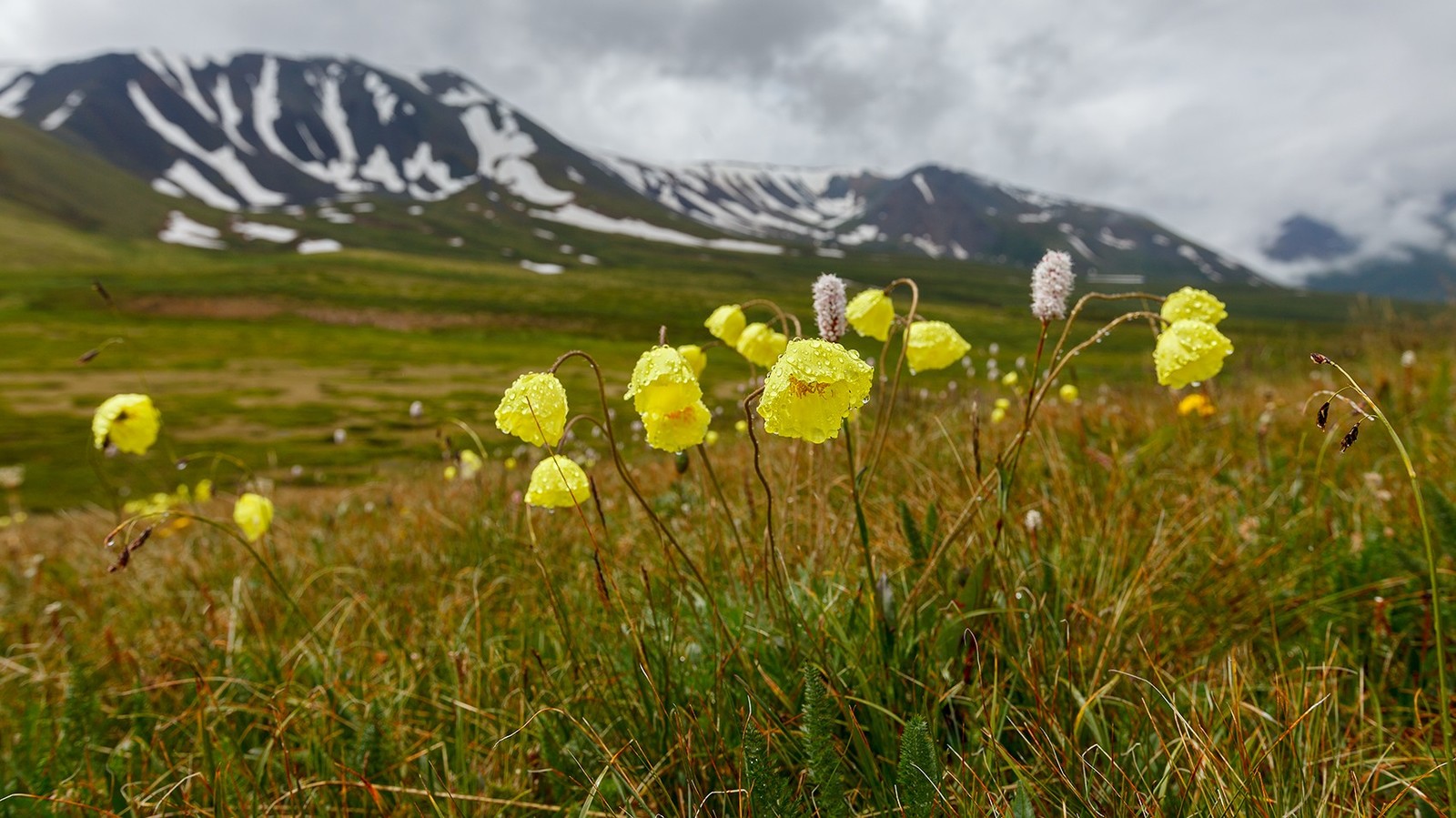 AltaiPhoto - My, Mountain Altai, The photo, Longpost, Altai Republic