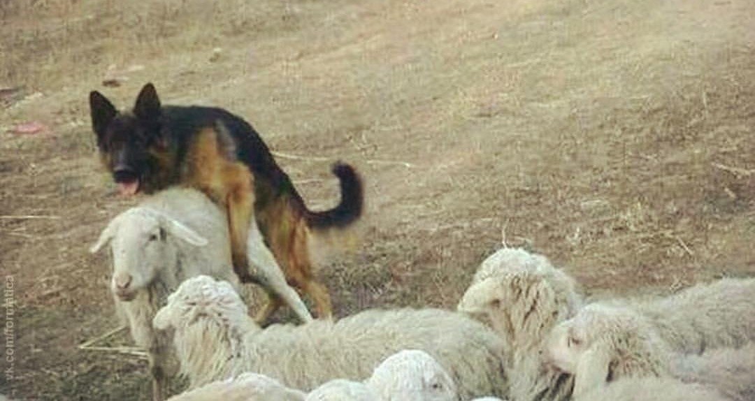 Abuse of power - Dog, Sheepdog, Sheeps, Animals