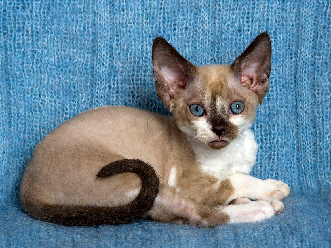 NURSERY - My, Devon Rex, cat