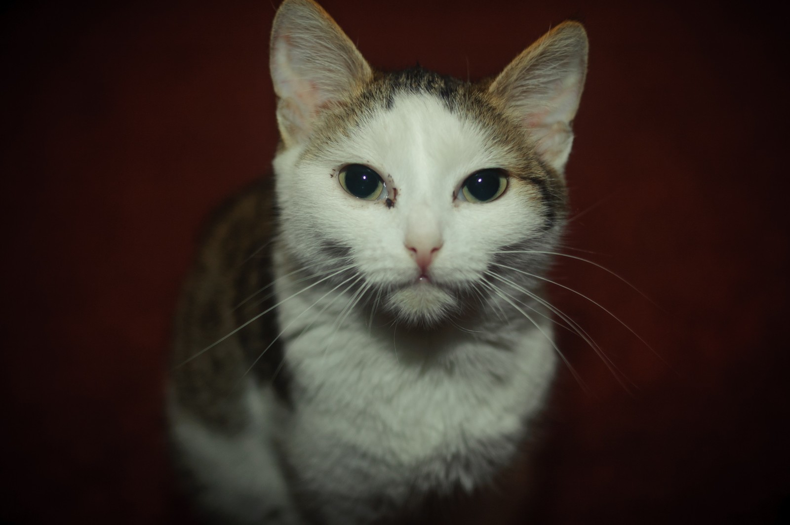 wool :) - My, cat, Pets, The photo, Village, House, Russia, Altai, Longpost, Altai Republic