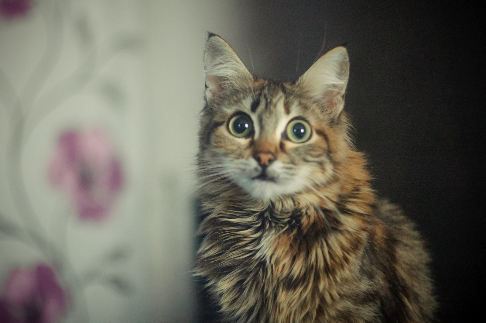 wool :) - My, cat, Pets, The photo, Village, House, Russia, Altai, Longpost, Altai Republic