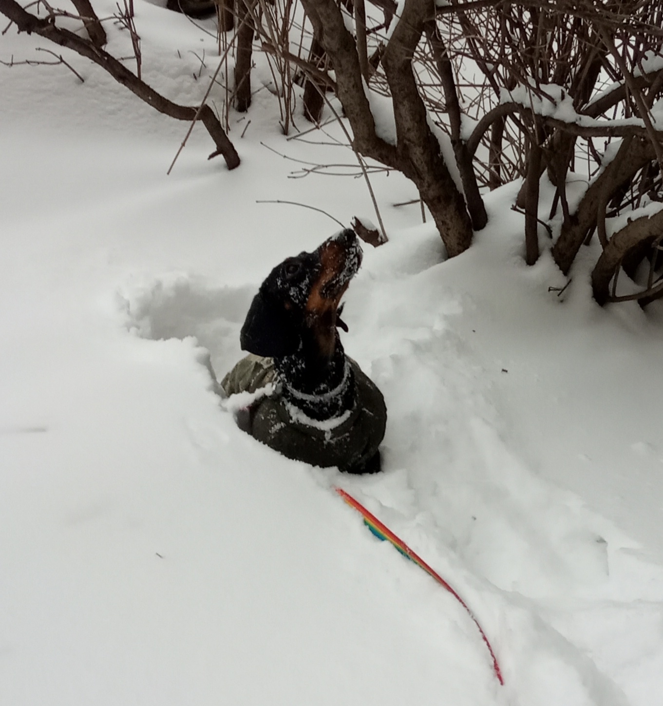 Dachshund and snow - My, Dog, Dachshund, Winter