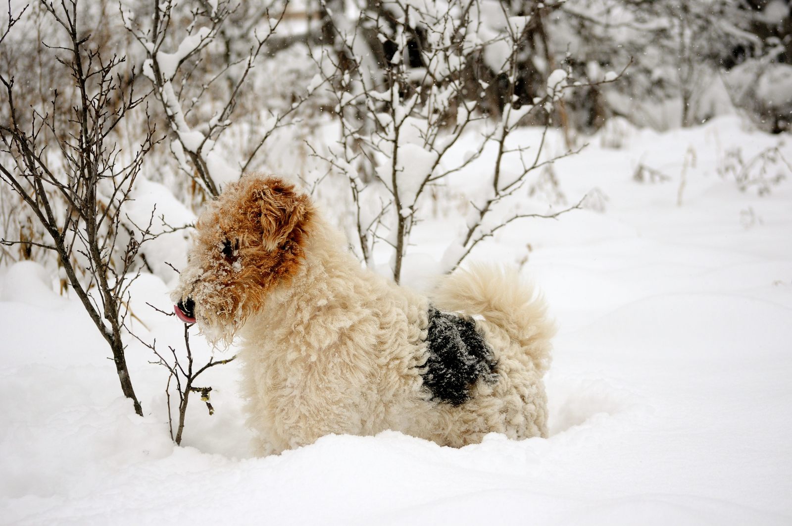 Snow lover. - My, Dog, Snow, Winter, Pets, The photo, Longpost, Fox terrier