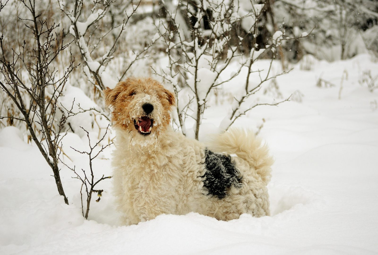 Snow lover. - My, Dog, Snow, Winter, Pets, The photo, Longpost, Fox terrier