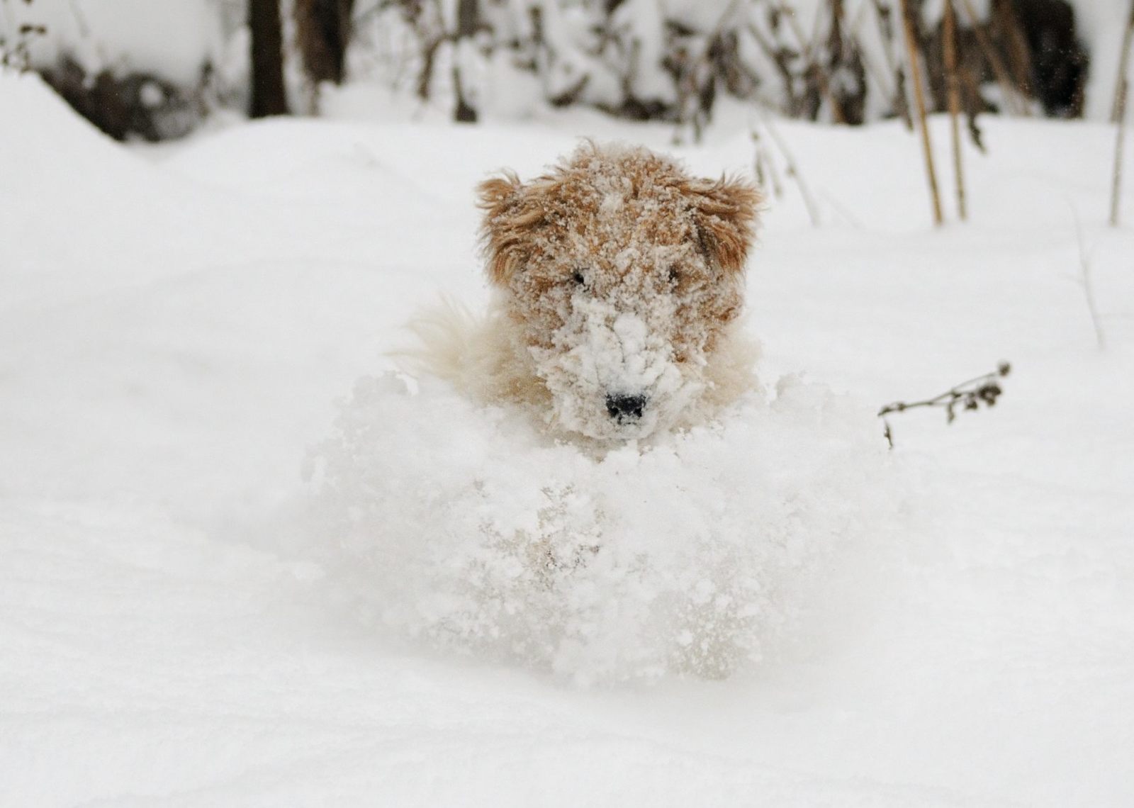 Snow lover. - My, Dog, Snow, Winter, Pets, The photo, Longpost, Fox terrier