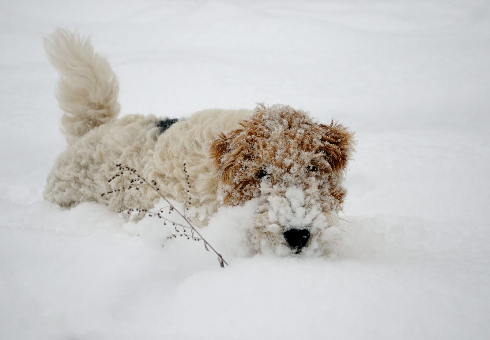 Snow lover. - My, Dog, Snow, Winter, Pets, The photo, Longpost, Fox terrier