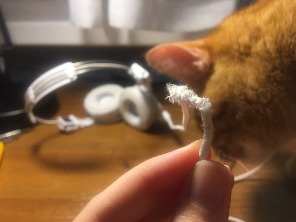 Когда кот грызет провода (пост-предостережение) | Пикабу
