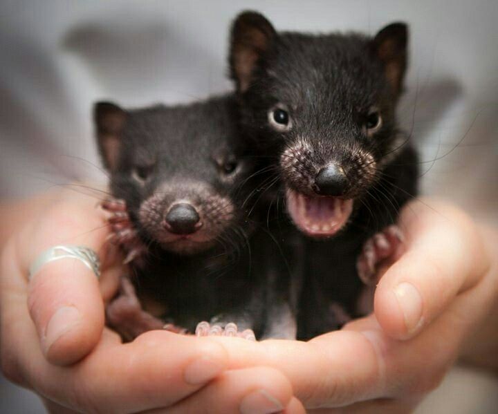 Meet the Devil... - Puppies, Milota, Tasmanian devil