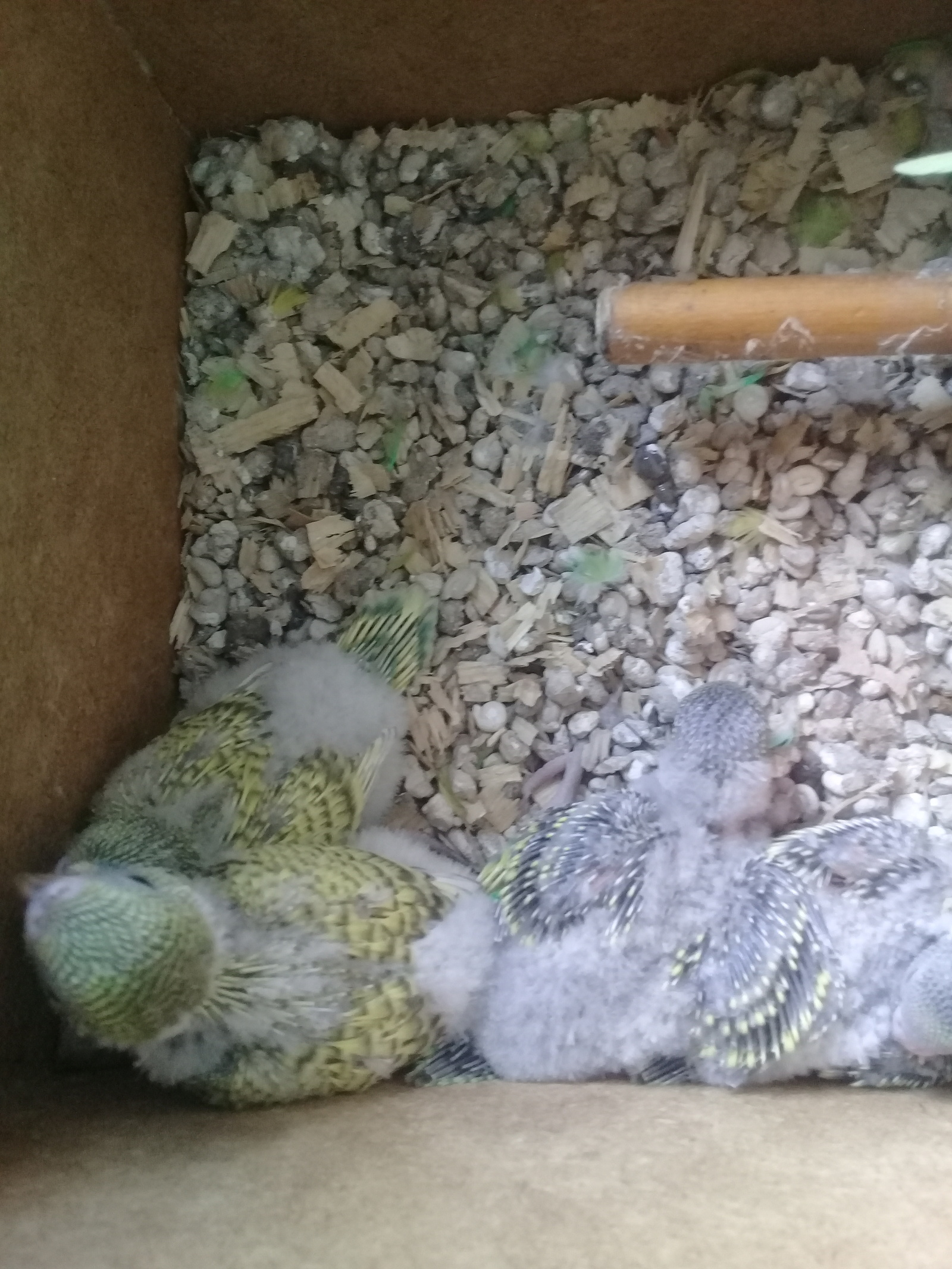 Our wavy - My, Budgies, Reproduction, Milota, Longpost