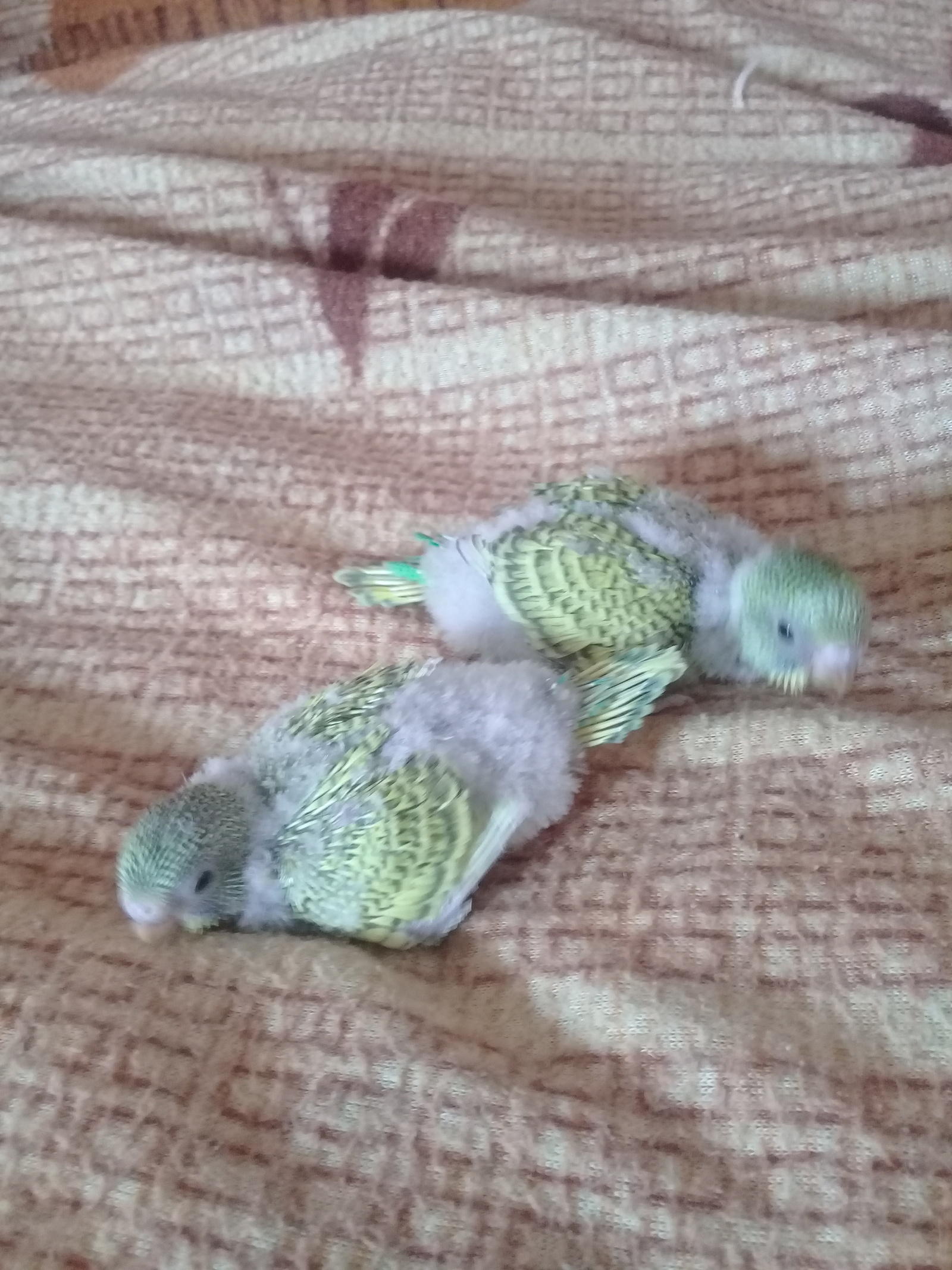 Our wavy - My, Budgies, Reproduction, Milota, Longpost