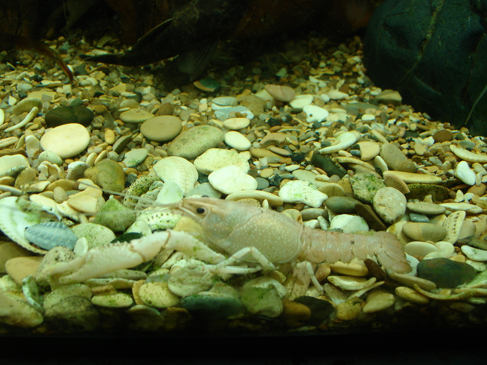 A few crayfish in a ribbon - My, Aquarium, Crayfish, Animals, Longpost