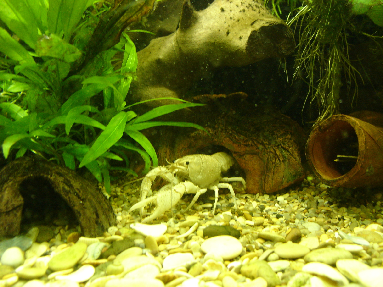 A few crayfish in a ribbon - My, Aquarium, Crayfish, Animals, Longpost