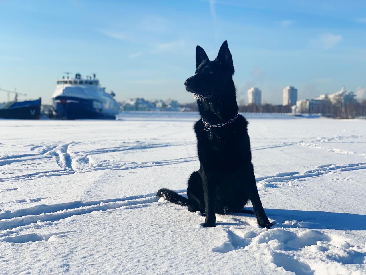 Just a photo - My, German Shepherd, The photo, Snow