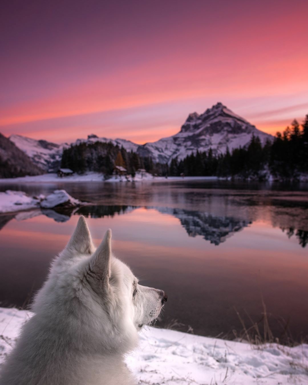 Dog in the mountains - Dog, The mountains, Longpost, The photo