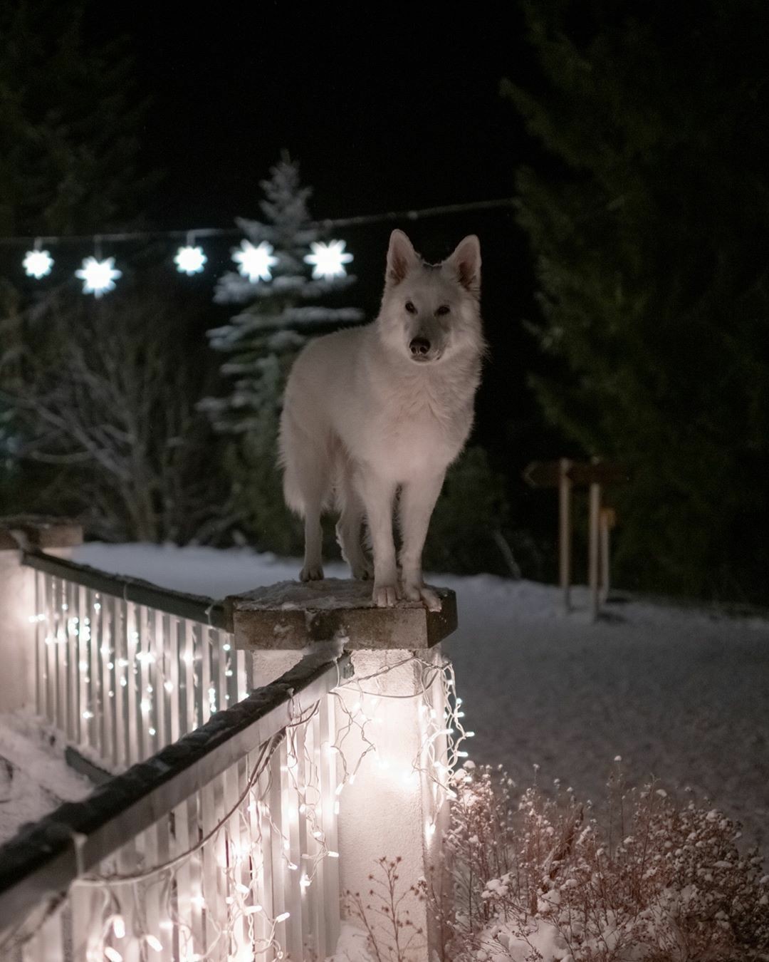 Dog in the mountains - Dog, The mountains, Longpost, The photo