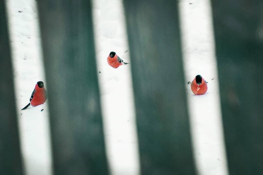 Bullfinches have arrived - Bullfinches, Snow, Birds, The photo, Foreshortening