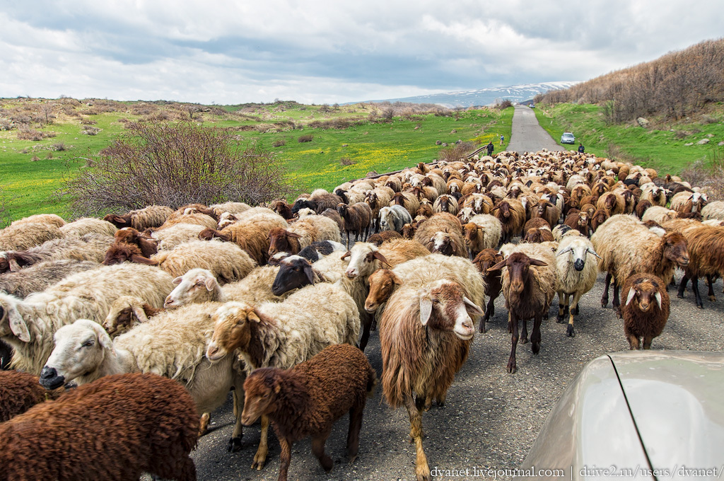 About Armenian cuisine. In search of the best khash in the country. - Armenia, Travels, , , Longpost, National cuisine