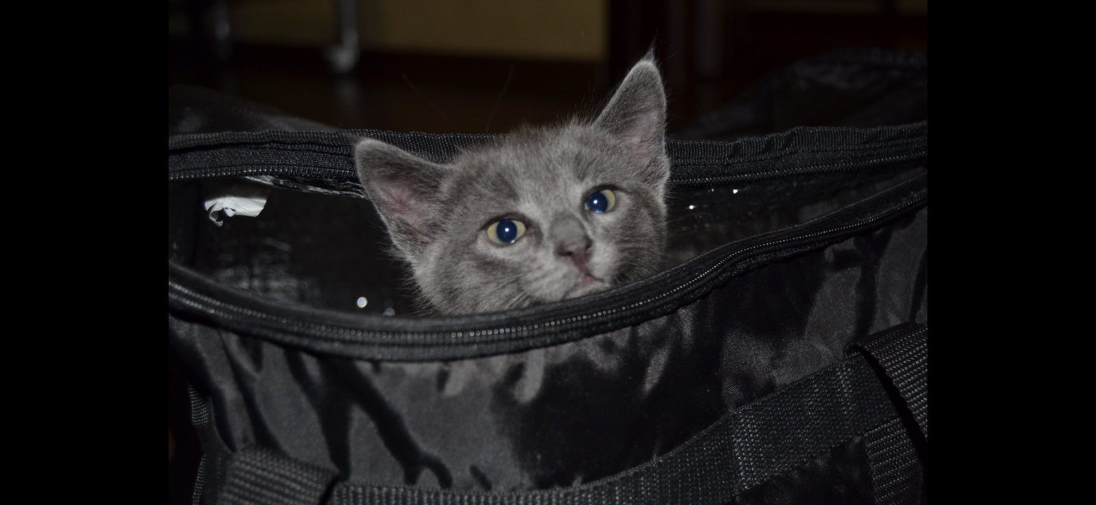 First cat in my life - My, Russian blue, cat, Pet, The photo, Story, True story, Video, Longpost, Pets