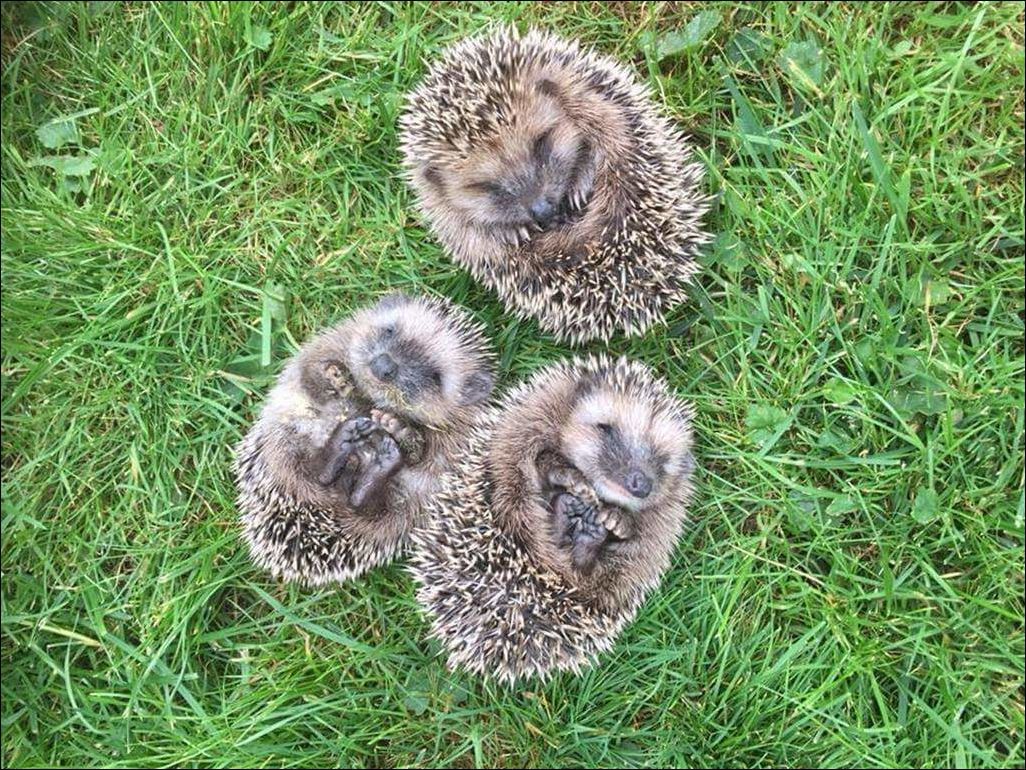 Paws - Hedgehog, Grass, Paws